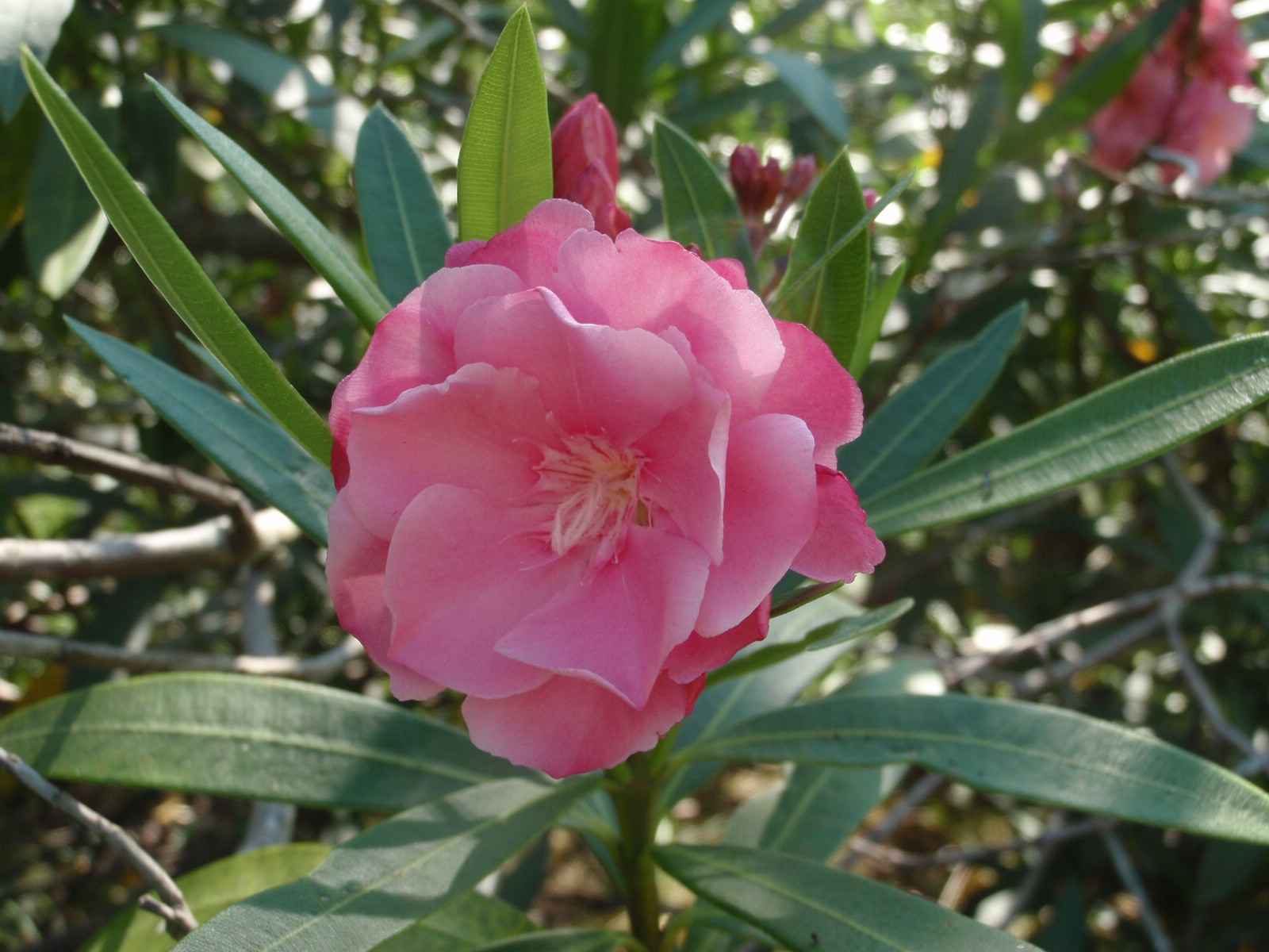 夏に咲く貴重な花木 キョウチクトウ ちびこの植物図鑑 身近な草花ブログ