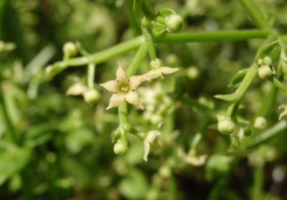 黄緑色の小花を咲かせるつる植物 アカネ ちびこの植物図鑑 身近な草花