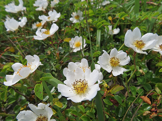 バラ科の海浜植物 テリハノイバラ ちびこの植物図鑑 身近な草花ブログ