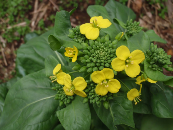 コマツナの鮮やかな黄色の花 ちびこの植物図鑑 身近な草花ブログ