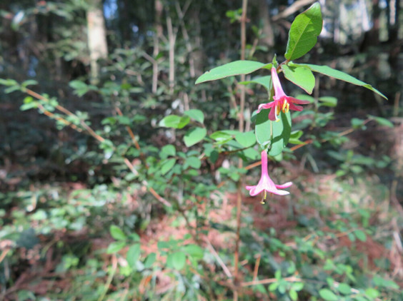 山林に自生していたピンク色の小さな花 ウグイスカグラ ちびこの植物図鑑 身近な草花ブログ