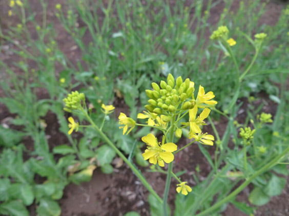 ザーサイの花が咲きました ちびこの植物図鑑 身近な草花ブログ