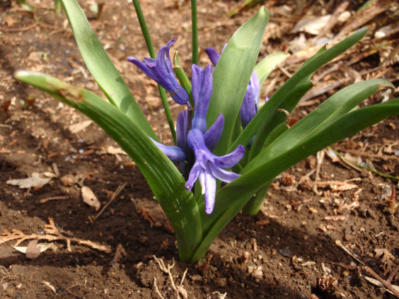 色鮮やかな春の花 ヒヤシンス ちびこの植物図鑑 身近な草花ブログ