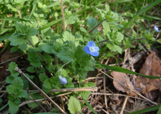 タチイヌノフグリに青色の花が咲いています ちびこの植物図鑑 身近な草花ブログ