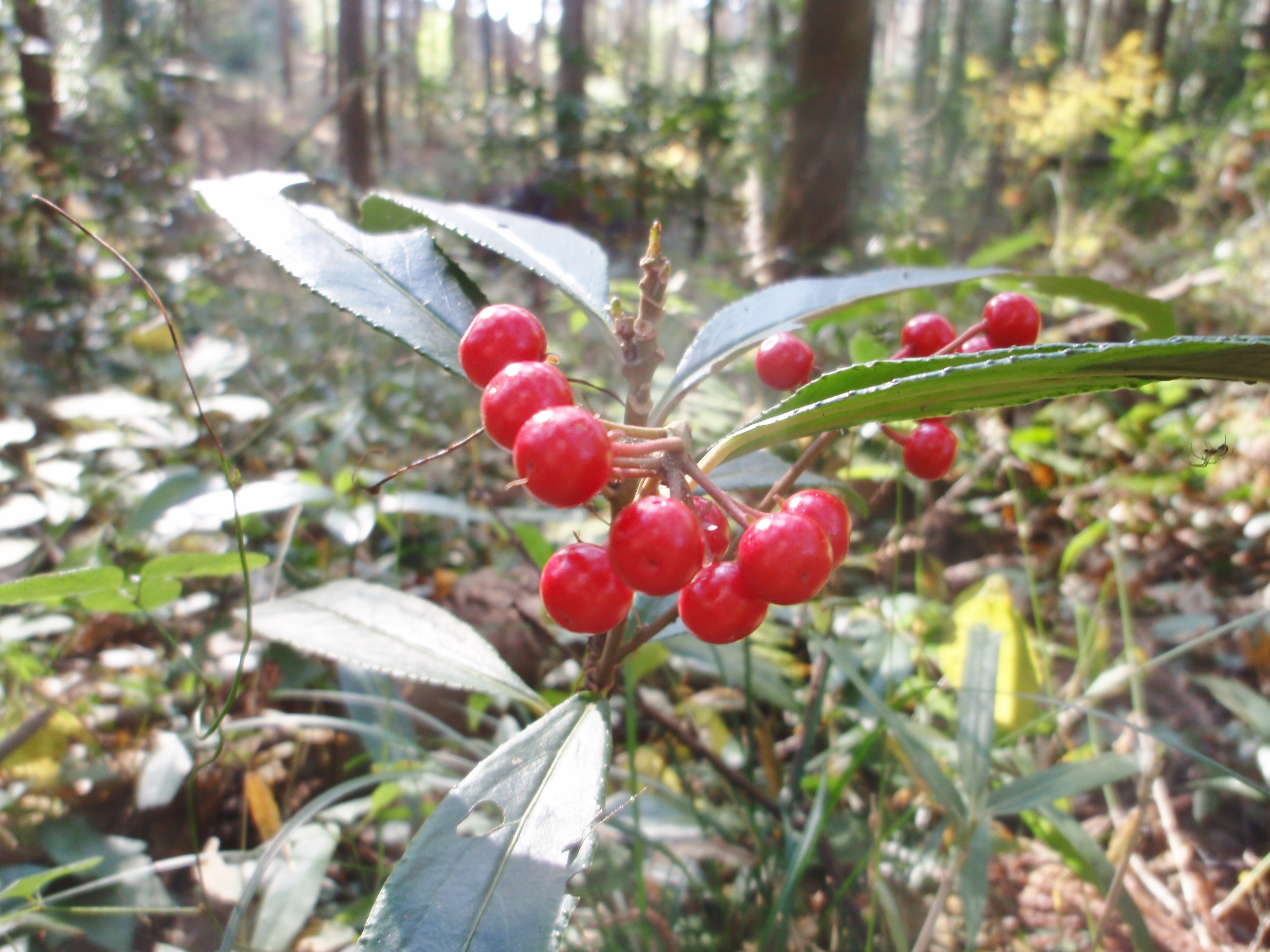 赤い実をつけるお正月の縁起物 百両 ちびこの植物図鑑 身近な草花