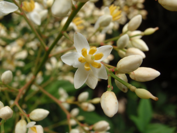 穂状に咲く白い花 ナンテン ちびこの植物図鑑 身近な草花ブログ