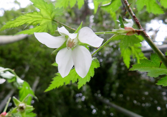 木苺の実る白い花 モミジイチゴ ちびこの植物図鑑 身近な草花ブログ