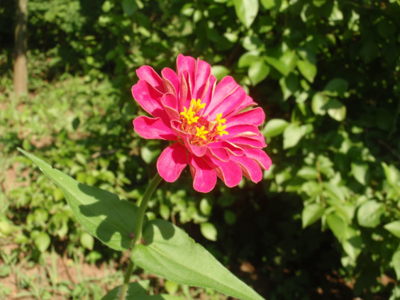 夏の暑さに強い花 ヒャクニチソウ ちびこの植物図鑑 身近な草花ブログ 夏の暑さに強い花 ヒャクニチソウ ちびこの植物図鑑 身近な草花ブログ