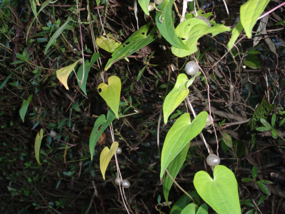 自然薯のツルに小さな実 ちびこの植物図鑑 身近な草花ブログ 自然薯のツルに小さな実 ちびこの植物図鑑 身近な草花ブログ