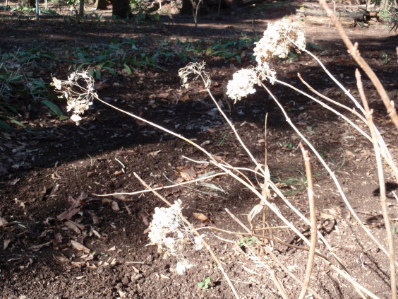 枯れても落ちないアジサイの花 ちびこの植物図鑑 身近な草花ブログ 枯れても落ちないアジサイの花 ちびこの植物図鑑 身近な草花ブログ