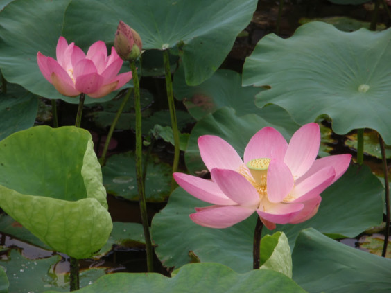 涼しげで幻想的な花 ハス ちびこの植物図鑑 身近な草花