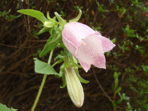 夏の訪れを感じさせる花 ホタルブクロ ちびこの植物図鑑 身近な草花ブログ