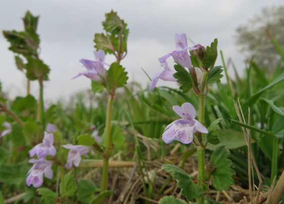 草むらで見つけた紫色の小さな花 カキドオシ ちびこの植物図鑑 身近な草花ブログ