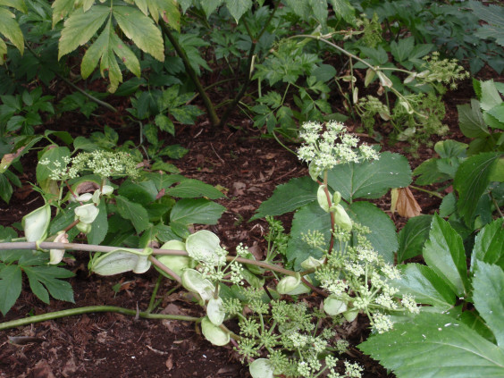 アシタバに花が咲きました ちびこの植物図鑑 身近な草花ブログ