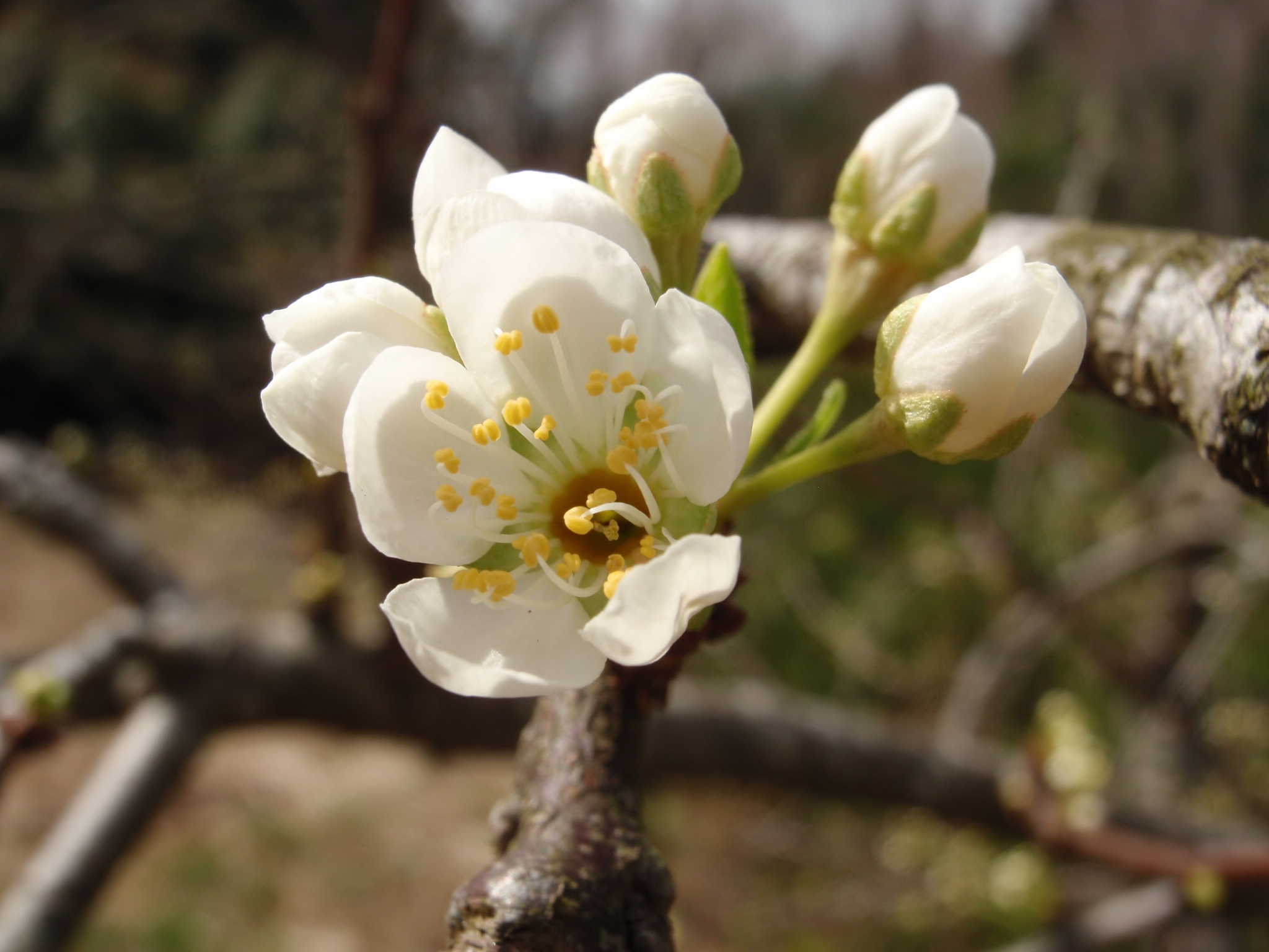 清楚で美しいソルダムの花 ちびこの植物図鑑 身近な草花ブログ