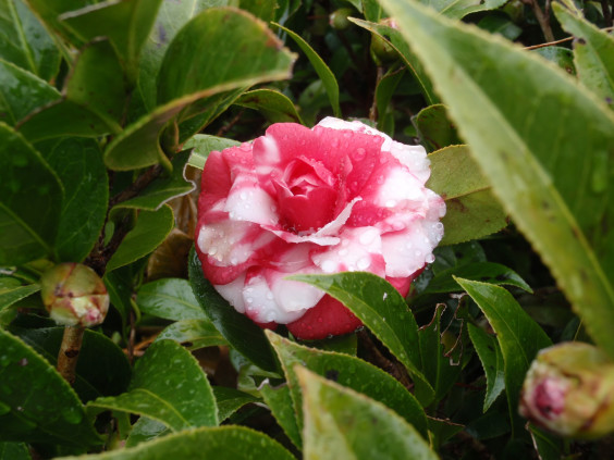 日本原産の美しい花木 ツバキ ちびこの植物図鑑 身近な草花