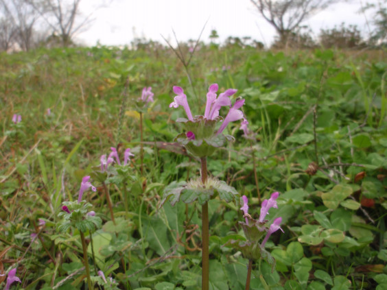 ホトケノザが咲いています ちびこの植物図鑑 身近な草花ブログ ホトケノザが咲いています ちびこの植物図鑑 身近な草花ブログ