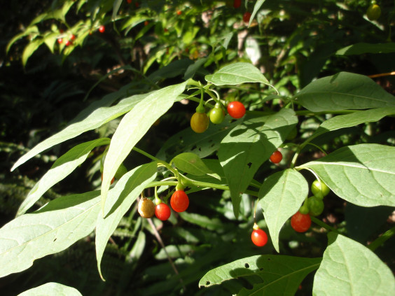 山野で出会った赤い実 ハダカホオズキ ちびこの植物図鑑 身近な草花ブログ