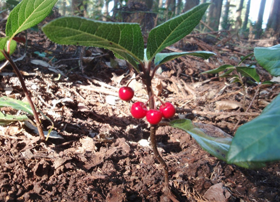 山林に自生するヤブコウジ 十両 ちびこの植物図鑑 身近な草花ブログ