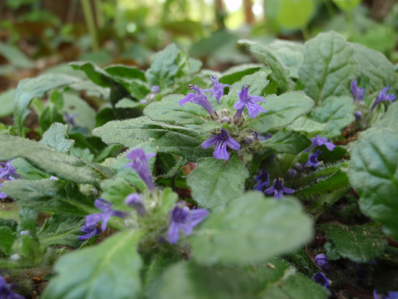 山野に咲く紫色の可愛い花 キランソウ ちびこの植物図鑑 身近な草花ブログ 山野に咲く紫色の可愛い花 キランソウ ちびこの植物図鑑 身近な草花ブログ