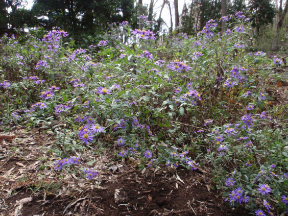 一面に広がるユウゼンギクの花 ちびこの植物図鑑 身近な草花