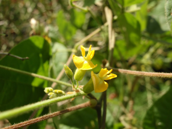 黄色い蝶形の花 タンキリマメ ちびこの植物図鑑 身近な草花ブログ