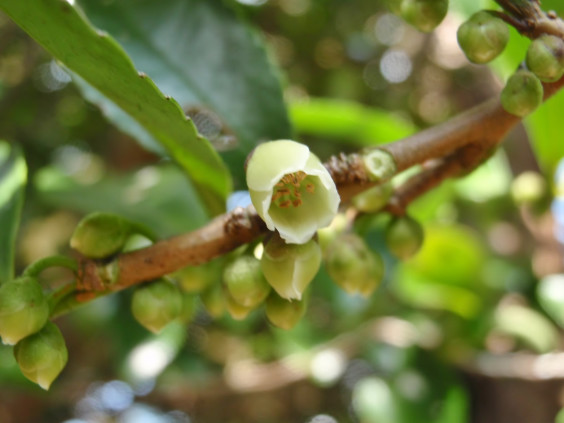 小さくて目立たないヒサカキの花 ちびこの植物図鑑 身近な草花ブログ