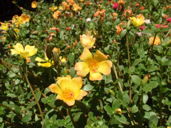 暑さに強い花 ポーチュラカ ちびこの植物図鑑 身近な草花