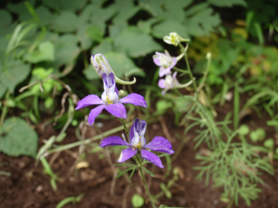 伸びた茎先に咲く紫色の花 チドリソウ ちびこの植物図鑑 身近な草花