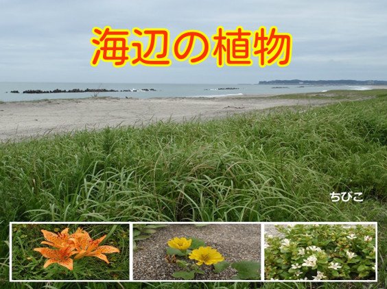 Amazon Kindle 電子書籍 の無料キャンペーン ちびこの植物図鑑 身近な草花ブログ Amazon Kindle 電子書籍 の無料キャンペーン ちびこの植物図鑑 身近な草花ブログ