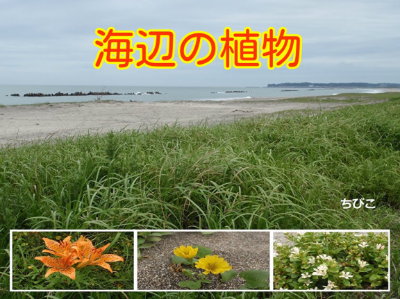 年11月の記事一覧 ページ2 ちびこの植物図鑑 身近な草花ブログ