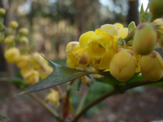 穂状の黄色い花 ヒイラギナンテン ちびこの植物図鑑 身近な草花