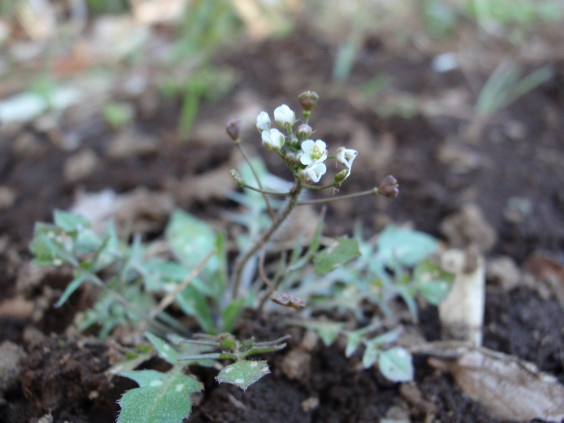 春の七草 ナズナ に白色の小さな花 ちびこの植物図鑑 身近な草花ブログ