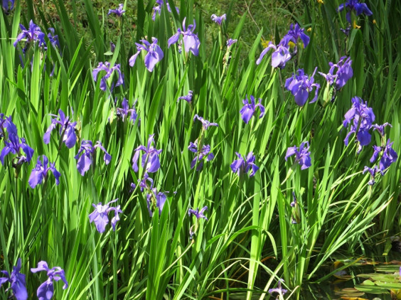 水辺に咲く紫の花 カキツバタ ちびこの植物図鑑 身近な草花ブログ