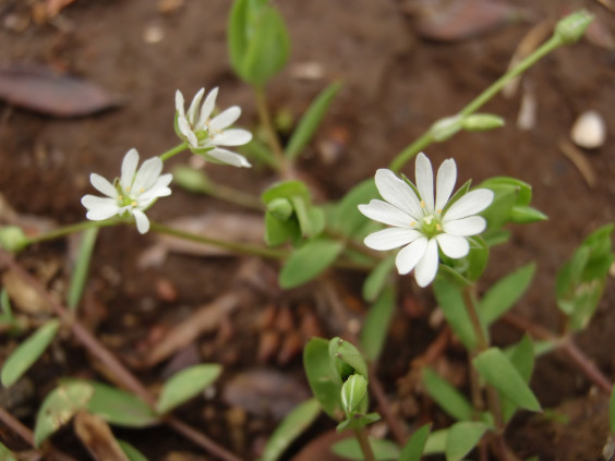 繊細な花のつくりに驚き ノミノフスマ ちびこの植物図鑑 身近な草花ブログ