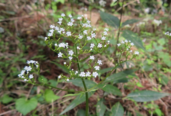 湿った日陰に群生する多年草 ツルカノコソウ ちびこの植物図鑑 身近な草花ブログ