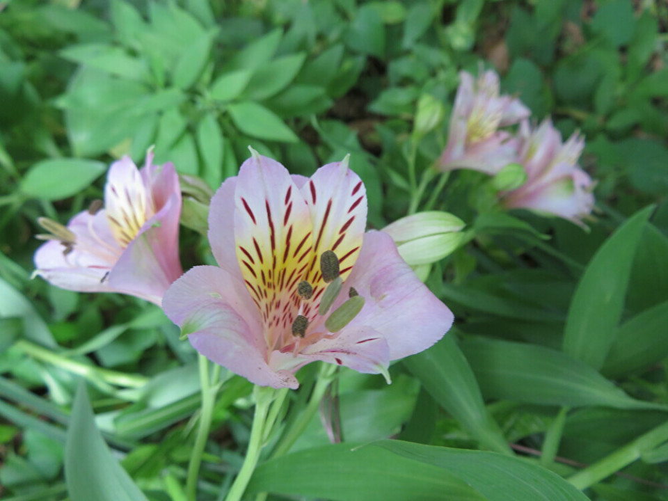 ユリのような花 アルストロメリア ちびこの植物図鑑 身近な草花ブログ