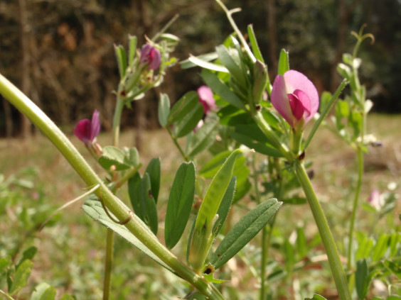 カラスノエンドウの花と豆です ちびこの植物図鑑 身近な草花ブログ