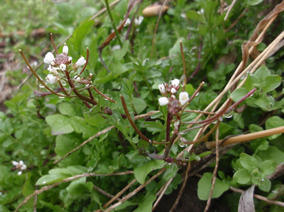 タネツケバナがもう咲いています ちびこの植物図鑑 身近な草花ブログ