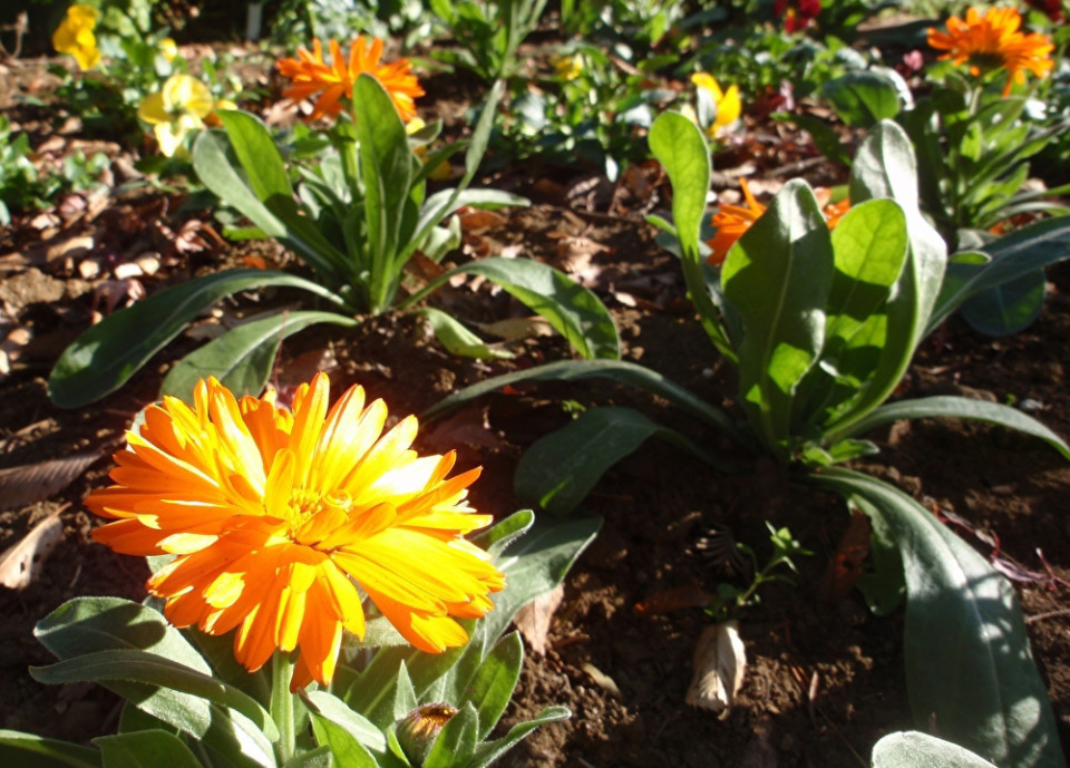 冬 早春の花 キンセンカ ちびこの植物図鑑 身近な草花ブログ