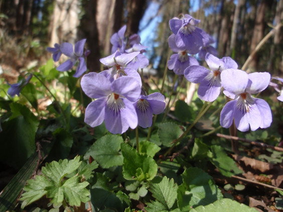 山林で見つけた淡紫色の花 タチツボスミレ ちびこの植物図鑑 身近な草花ブログ