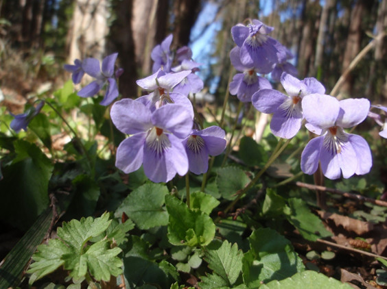 山林で見つけた淡紫色の花 タチツボスミレ ちびこの植物図鑑 身近な草花ブログ 山林で見つけた淡紫色の花 タチツボスミレ ちびこの植物図鑑 身近な草花ブログ