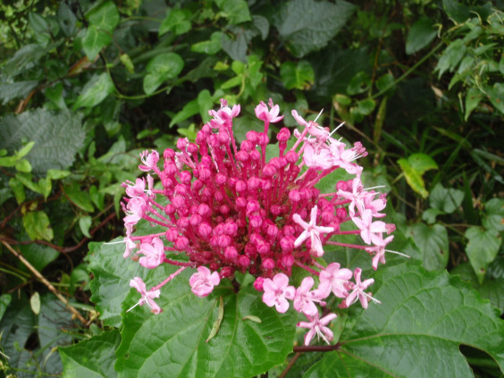 アジサイの花に似た ボタンクサギ ちびこの植物図鑑 身近な草花ブログ