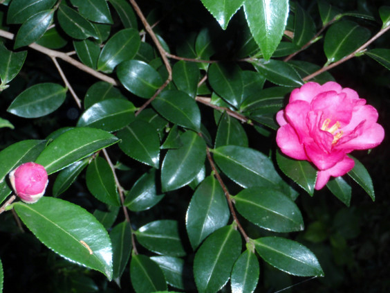 サザンカとツバキの違い ちびこの植物図鑑 身近な草花ブログ サザンカとツバキの違い ちびこの植物図鑑 身近な草花ブログ