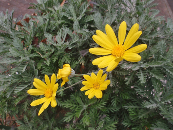 菊に似た黄色の花 ユリオプスデージー ちびこの植物図鑑 身近な草花ブログ