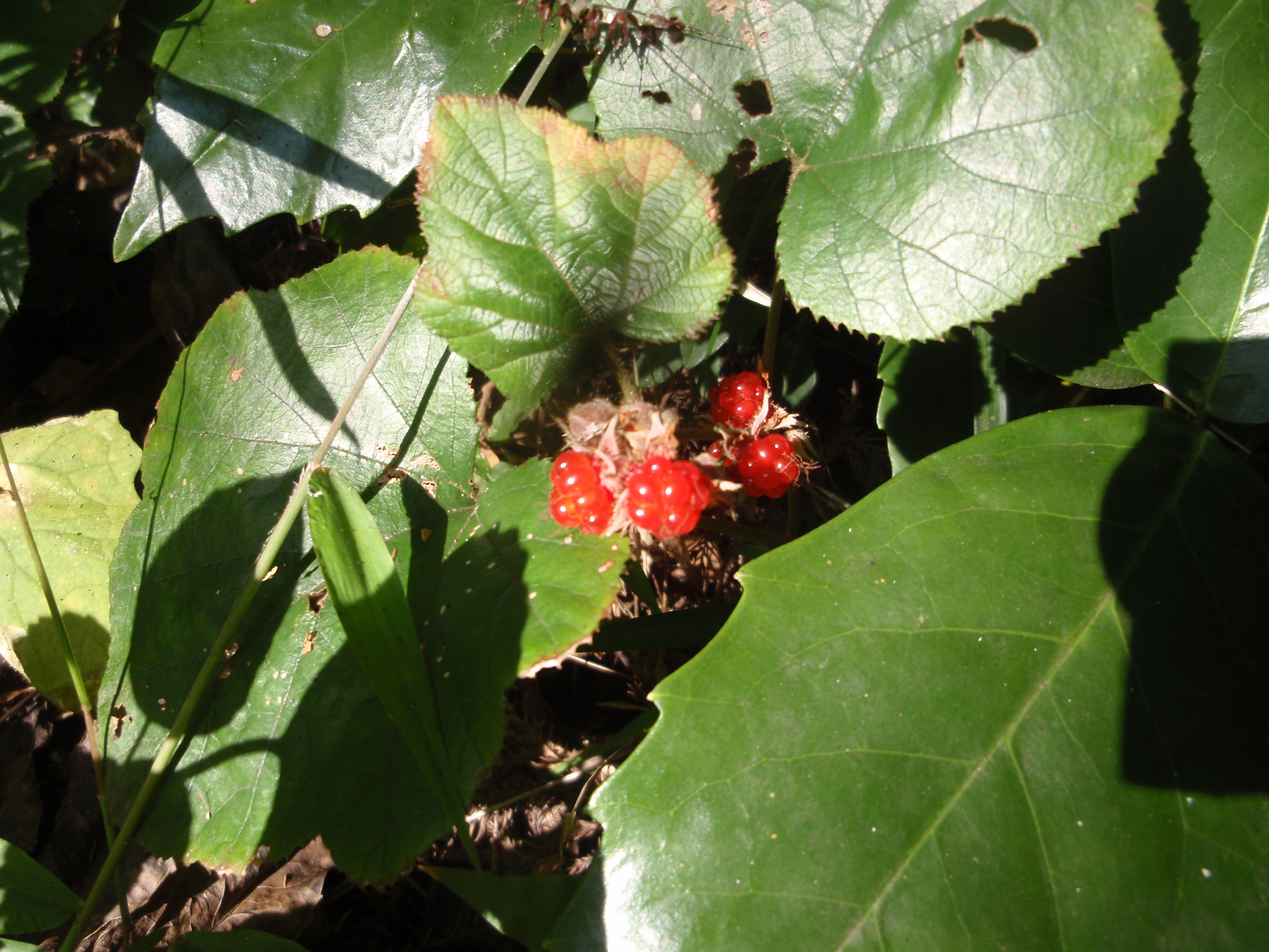 緑の葉と赤い実 フユイチゴ ちびこの植物図鑑 身近な草花