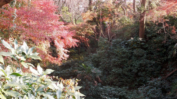 ピークを迎えた紅葉 ちびこの植物図鑑 身近な草花ブログ ピークを迎えた紅葉 ちびこの植物図鑑 身近な草花ブログ