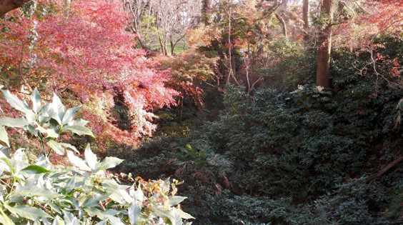 ピークを迎えた紅葉 ちびこの植物図鑑 身近な草花ブログ