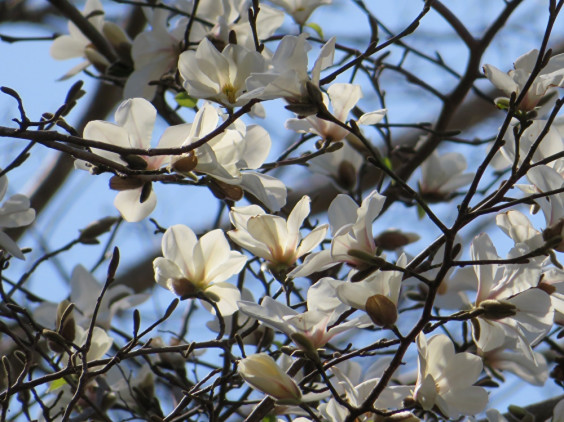 春の里山を彩る白い花 コブシ ちびこの植物図鑑 身近な草花ブログ