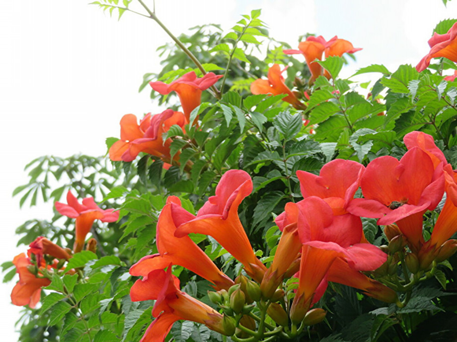 橙赤色の大きな美しい花 ノウゼンカズラ ちびこの植物図鑑 身近な草花ブログ